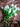 Bloomingville - Tulip Buket, Hvid, Kunstige Blomster - Ø17 × H32 cm