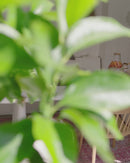 WOOOD - Loggia Havebænk, Fiberforstærket Polymer, Natur, 190x40 cm