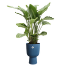 Elho - Vibes Coupe Urtepotte, Deep blue, flere str.