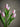 Bloomingville - Tulip Buket, Rosa, Kunstige Blomster - Ø17 × H32 cm