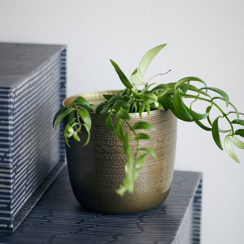 Den 9 cm høje, guld Chappra urtepotte fra House Doctor med en grøn  plante i 