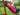 Jungle Gym Twist Disk kit sæt grøn - Bolig og Haven