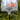 Nordic Games - Basketball stander Deluxe, justerbar 220-305 cm - Bolig og Haven