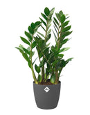 En grøn plante der står i Antracit Brussels  Round urtepotteskjuler fra Elho