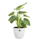 En grøn plante der står i den hvide urtepotteskjuler fra Elho