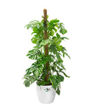 En høj og grøn plante i den hvide Brussels Round urtepotteskjuler fra Elho