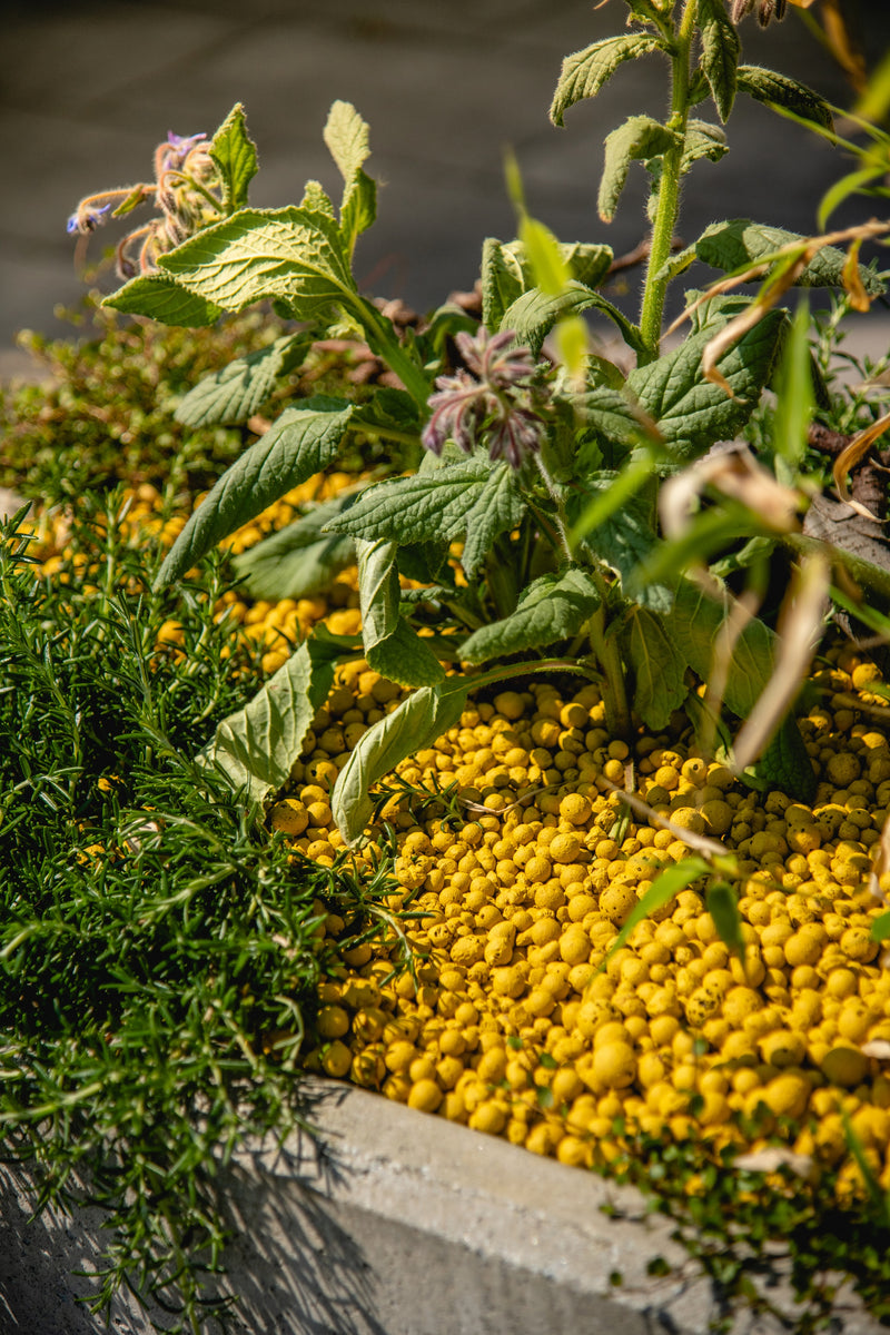 Saffron lecakugler fra Brockytony som plante bunddække 