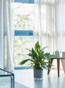 En grøn plante i en keramik krukke som står på en gulvbeskytter fra Elho