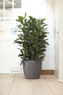 Den sorte urtepotteskjuler med hjul fra Elho med en grøn plante i