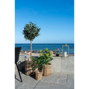 House Nordic - Skimmia Træ H75 cm