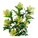 House Nordic - Skimmia Træ H75 cm