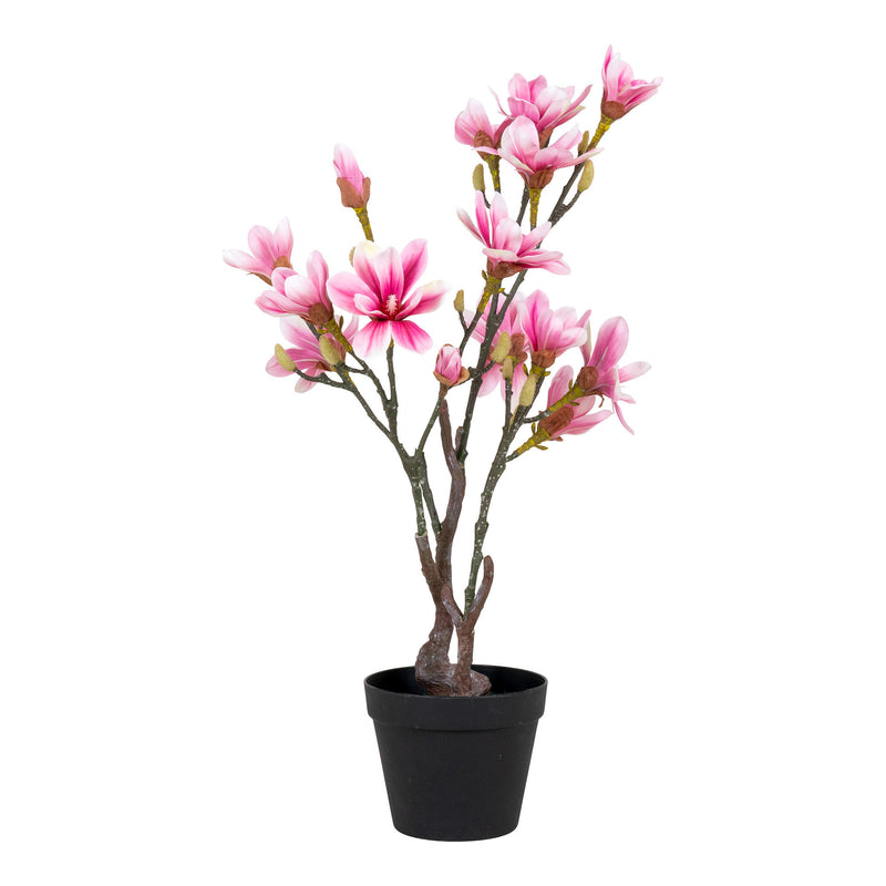 House Nordic - Magnoliatræ H75 cm