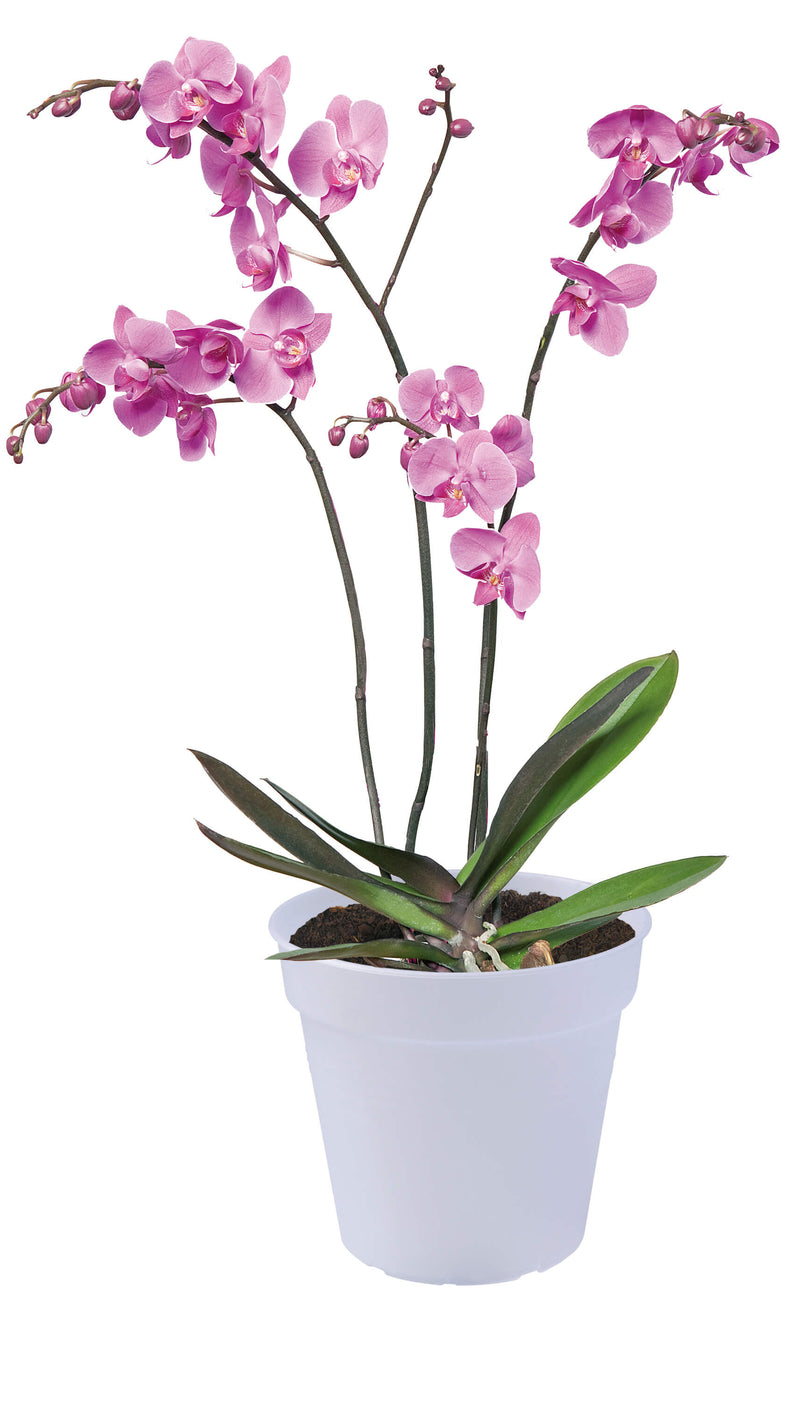 Den transparente orkide urtepotte fra Elho med en lyserød orkide i