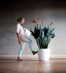 Den hvide Brussels Round urtepotteskjuler med hjul fra Elho bliver skubbet til mens der er en plante i den