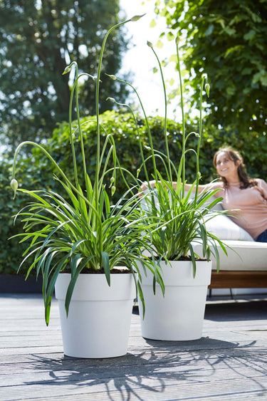 To hvide urtepotter som er lavet i genbrugsplast fra Elho med grønne planter i.