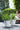 Hvide plantepotter fra Elho med planter i